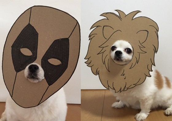 這隻狗居然可以一秒變死侍？與紙板完美結合的吉娃娃 吉娃娃、狗、可愛、Cosplay、紙板、動漫、漫畫、Mametaro、Twitter、Semba、myouonnin、Chihuahua-mametaro
