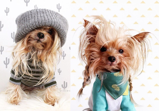 可以告訴我是用哪牌洗髮精嗎？長髮飄逸的約克夏Willamina 約克夏、長毛狗、Willamina、頭髮、柔順