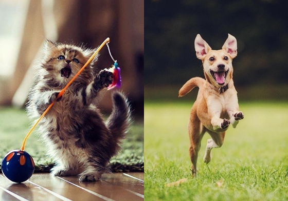 侍奉主子是我的榮幸！貓奴vs.狗奴優缺點大公開 貓咪、狗狗、貓奴、狗奴、寵物、可愛