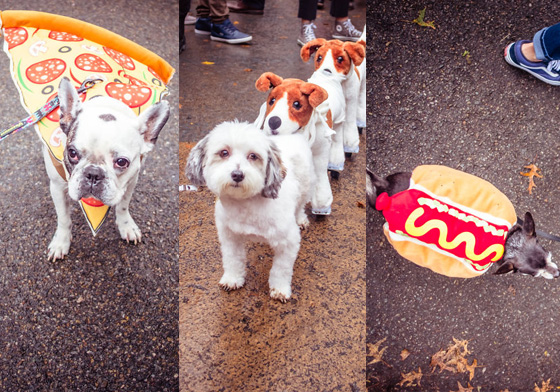 「嗯？這次散步大家怎麼都怪怪der」 狗狗的超鬧萬聖遊行  湯普金斯廣場公園、紐約、萬聖節、可愛、cosplay、裝扮、寵物