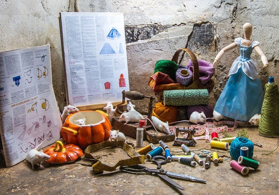 「牠們」也值得擁有Happy Ending⋯小動物們的圓夢童話攝影集 攝影、慈善機構、義大利、Rachele Totaro、La Collina dei Conigli