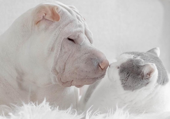 成熟穩重vs.調皮搗蛋！沙皮狗和撒嬌貓的純白攝影 Sha Pei、沙皮狗、Paddington、純白、攝影、anniepaddington、Annie Jacob、貓咪、Bulter、Sailor、London