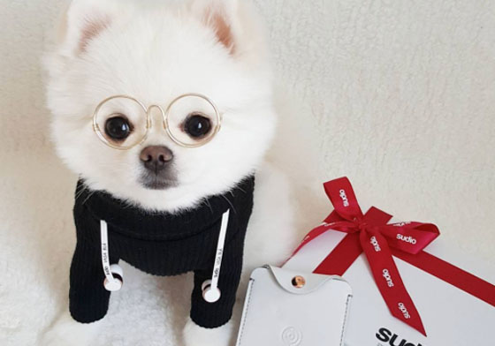 可愛成這樣是要逼死誰！博美界的時尚名媛 博美、可愛、萌、穿搭、時尚