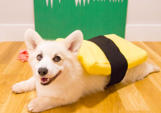 萌到想吃進肚裡！壽司柯基你要點哪一道？ 柯基、萬聖節、扮裝、cosplay、壽司