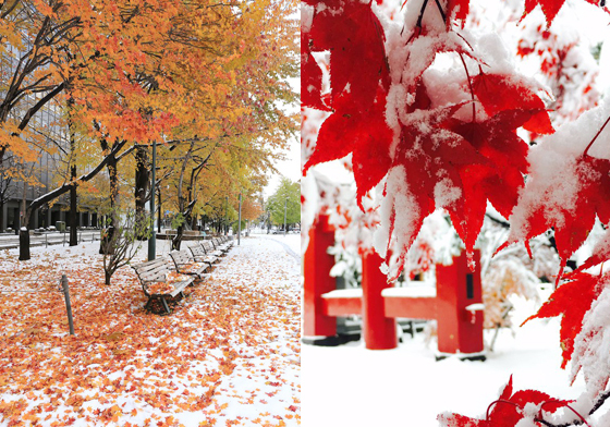 楓葉與白雪並存也太美！北海道秋冬mix的綺麗奇景誕生 愛玩妞、北海道、日本、楓葉、白雪