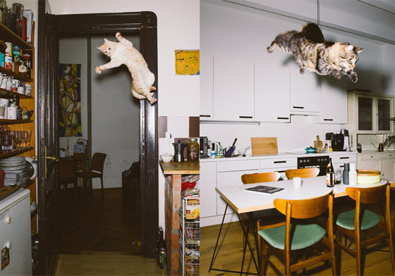 誰說貓咪不會飛！貓咪們的瞬間彈跳攝影 貓咪、彈跳、跳躍、攝影、gebhart