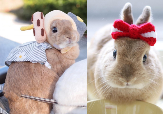 「帽帽就是我最愛的單品！」毛帽控人氣兔兔的冬季暖日常 koume_tan、兔兔、兔子、小梅、Koume