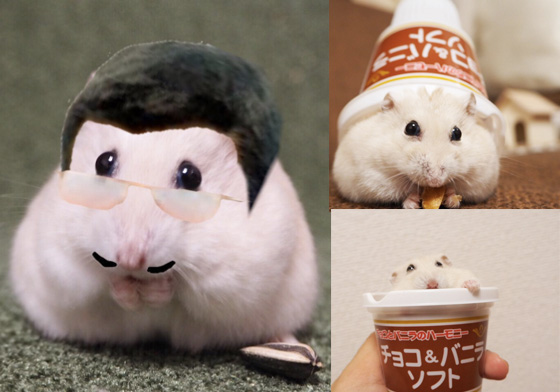 想要PIKO哈姆太郎！會PPAP的萌鼠聖誕倒數中 PIKO、PPAP、きなこ、 o.kinak.o、鼠