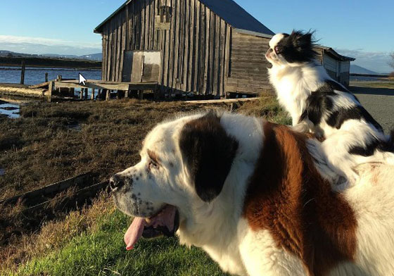 就是想這樣一輩子賴著你！寵物界的最萌體型差Blizzard&Lulu 聖伯納犬、溫和、日本狆、blizzardandlulu、好朋友