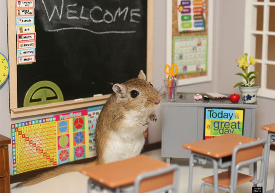 什麼都有什麼都不奇怪！快來逛逛鼠界的IKEA吧～ 老鼠、寵物鼠、傢俱、IKEA、可愛