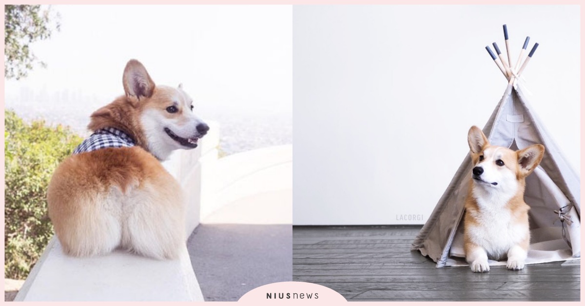 拍出好照片的秘訣就是不看鏡頭！網紅柯基教你文青的拍照技巧 柯基、萌、網紅、文青、拍照