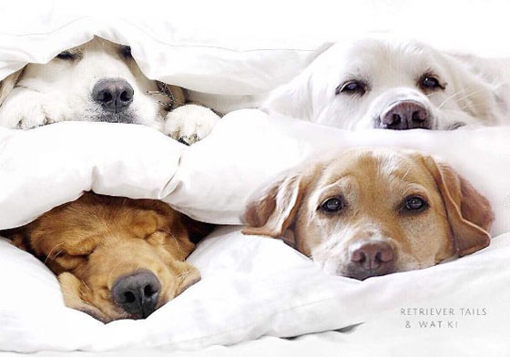 好想像牠們一樣都不要起床哪～愛賴床的黃金獵犬4兄弟 睡覺、懶洋洋、舒服、冬天、賴床
