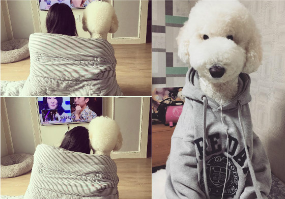 這根本是模特身材的偽男友！貴賓秀峰暴風成長的狗歐巴偷心特輯 貴賓狗、봉구、bong_gu3、秀峰、男友