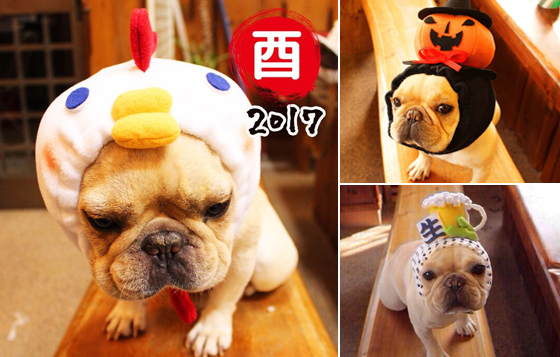 媽媽你不要再玩我了喔～狗狗專用造型帽你要買哪一頂？ なみへ、假髮、毛小孩、寵物、日本