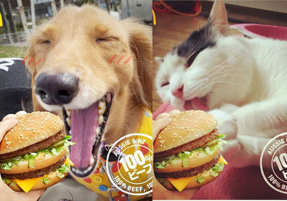 惡搞P圖又有新風潮？漢堡SNAP讓你家毛孩也成為超Q代言人 惡搞、P圖、漢堡、SNAP、バーガースナップ