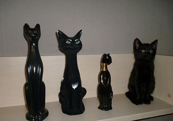 人家也愛玩躲貓貓！找到眼瞎的「尋找威利」貓咪版 尋找威利、躲貓貓、隱形、背景、人體藝術