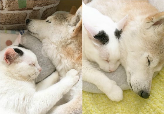 就是要和你睡一起！柴柴與貓咪的好感情背後其實有洋蔥..... hinatabocco.3、柴犬、貓咪、失智、認知症