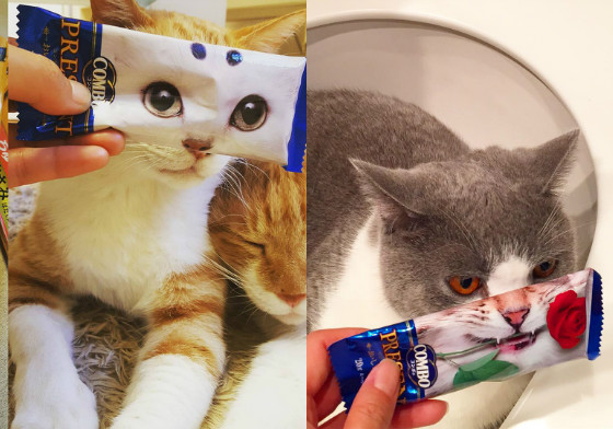 COMBO的正確用法原來是這樣？貓糧小道具的喵星人COS特輯 COMBO、貓咪、變裝、cosplay、萌照