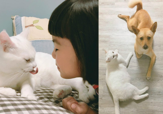 濟州島的民宿家其實有三寶！貓×狗×小女兒的超有愛日常 濟州島、韓國、貓咪、狗狗、三寶