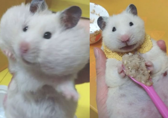 連吃藥也吃得津津有味？貪吃鼠姐弟的吃貨人生特輯！ q.mary_、老鼠、貪吃、吃貨、韓國