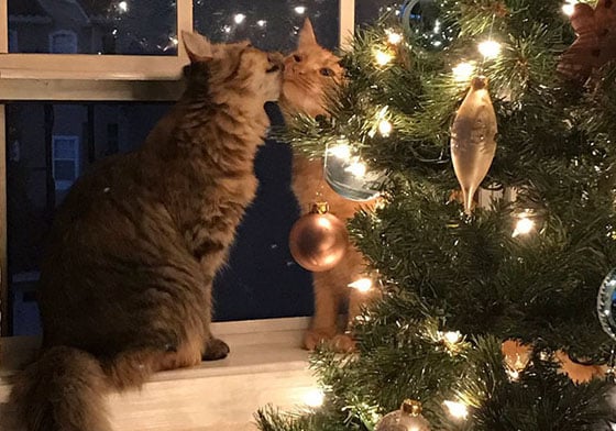 簡直虐死人類單身狗！貓咪情侶黏TT示範「愛的睡搞搞」N式 貓咪、戀人、放閃、couple、單身狗