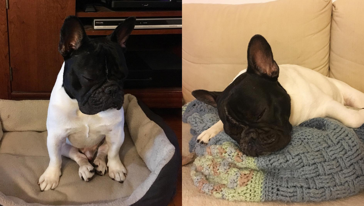 誰說不能「黑白配」啊！越看越療癒的撞色法國鬥牛犬 omarcomin_、黑白配、撞色、法國鬥牛犬、黑白