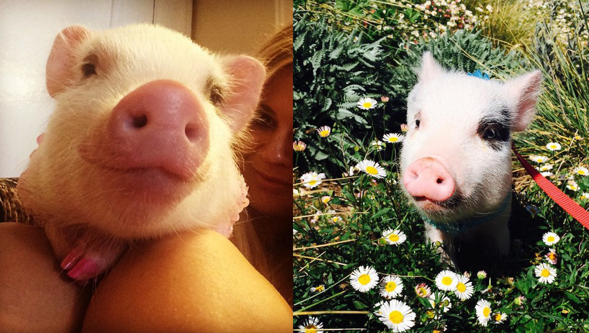 說牠是全世界最聰明的豬絕對不過分！第一隻機場地勤豬LiLou 豬、動物醫療、LiLou、聰明、可愛