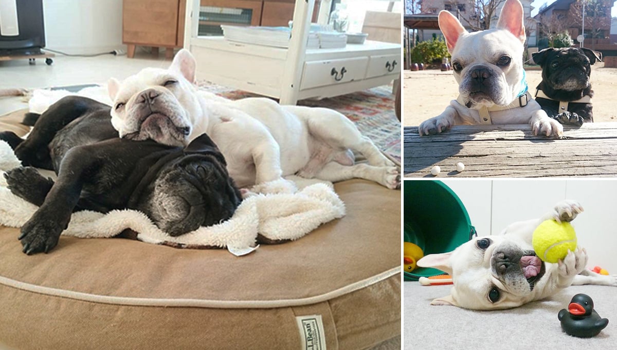 原來汪醬也可以演繹動vs.靜！超Q的黑巴哥×白法鬥玩耍日常 黑白、法鬥、asuka.n0620、Ten、Kuma