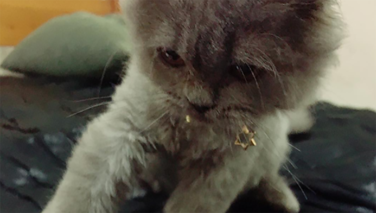 妞書僮：不要讓自己有遺憾！《高齡貓照護解剖圖鑑》新書轉載2-1 高齡貓照護解剖圖鑑、貓咪、毛小孩、照顧、高齡