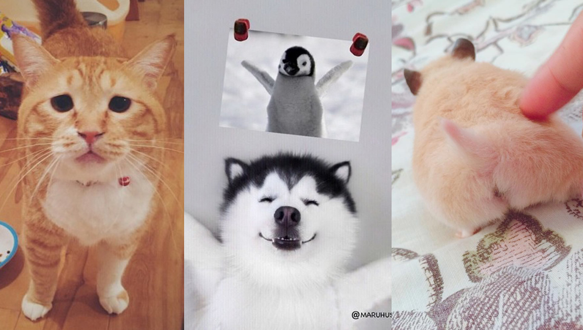 今年的網路紅狗就是爬不上樓梯的牠！妞新聞2016年度最可愛寵物大票選 可愛、寵物、投票、選票、2016