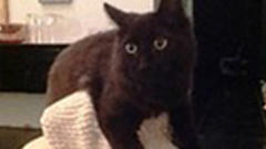 終於讓我「抓」到你了吧@喵星人專用天敵貓抓板 貓咪、設計、可愛、Erik Stehmann、藝術