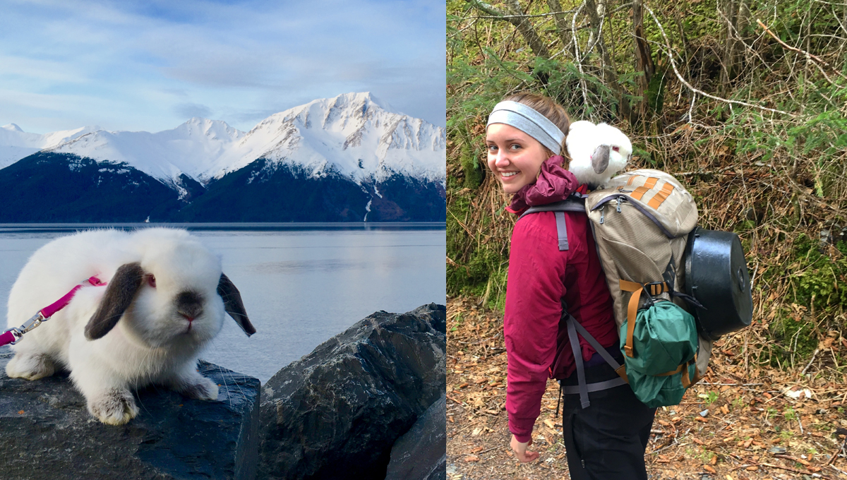 健行時就想抱著這毛絨絨的小東西！熱愛戶外運動的兔子Quincey爵士 Quincey爵士、Sir Quincey、登山、爬山、阿拉斯加