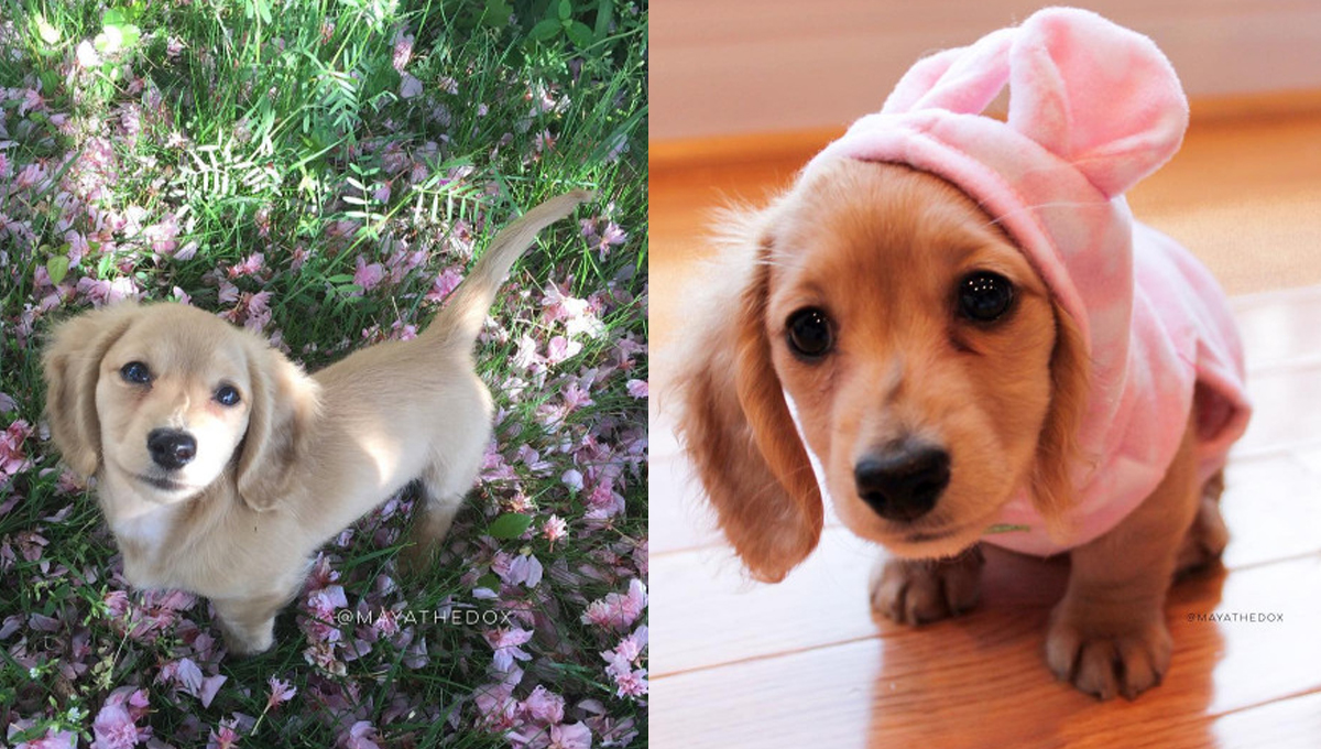 溫柔的眼神連大叔都會融化！迷你臘腸Maya的成長全紀錄 Maya、臘腸狗、可愛、女兒、溫和