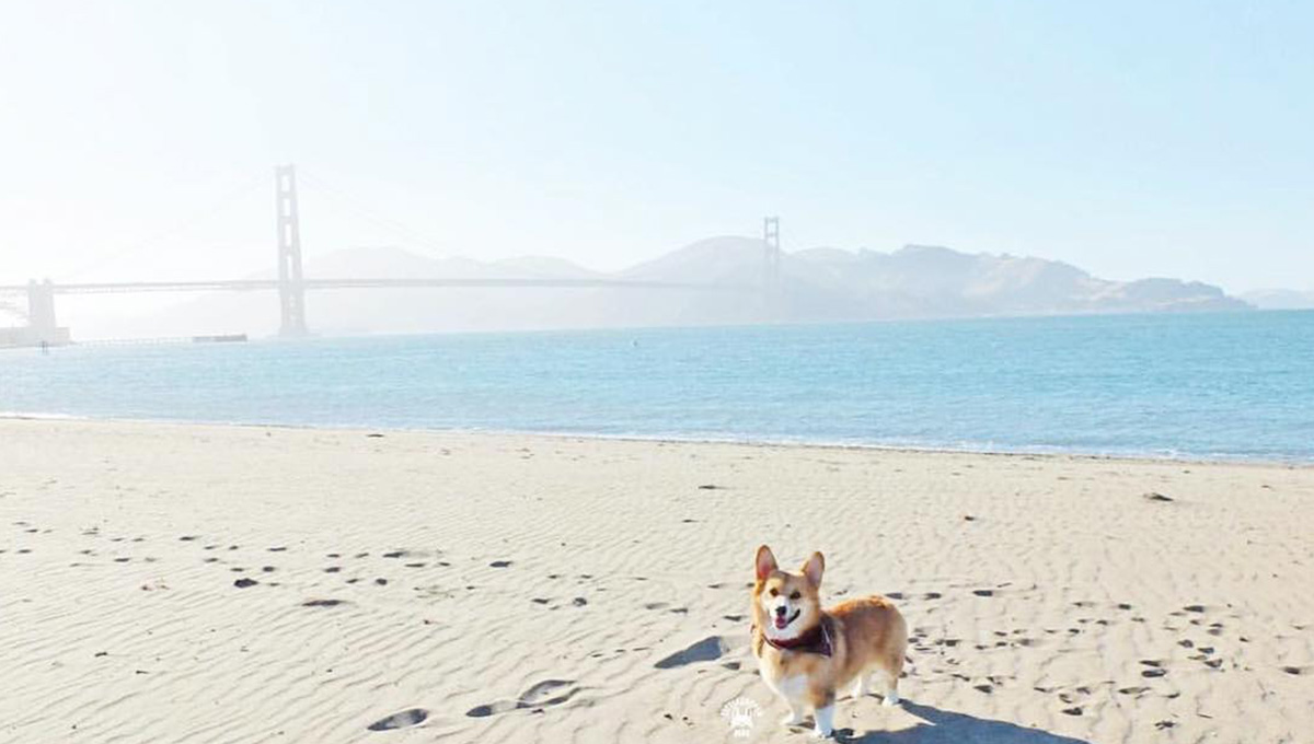 大世界裡的小狗狗  讓人心情海闊天空的極簡狗兒IG 狗、攝影、單純、極簡、乾淨