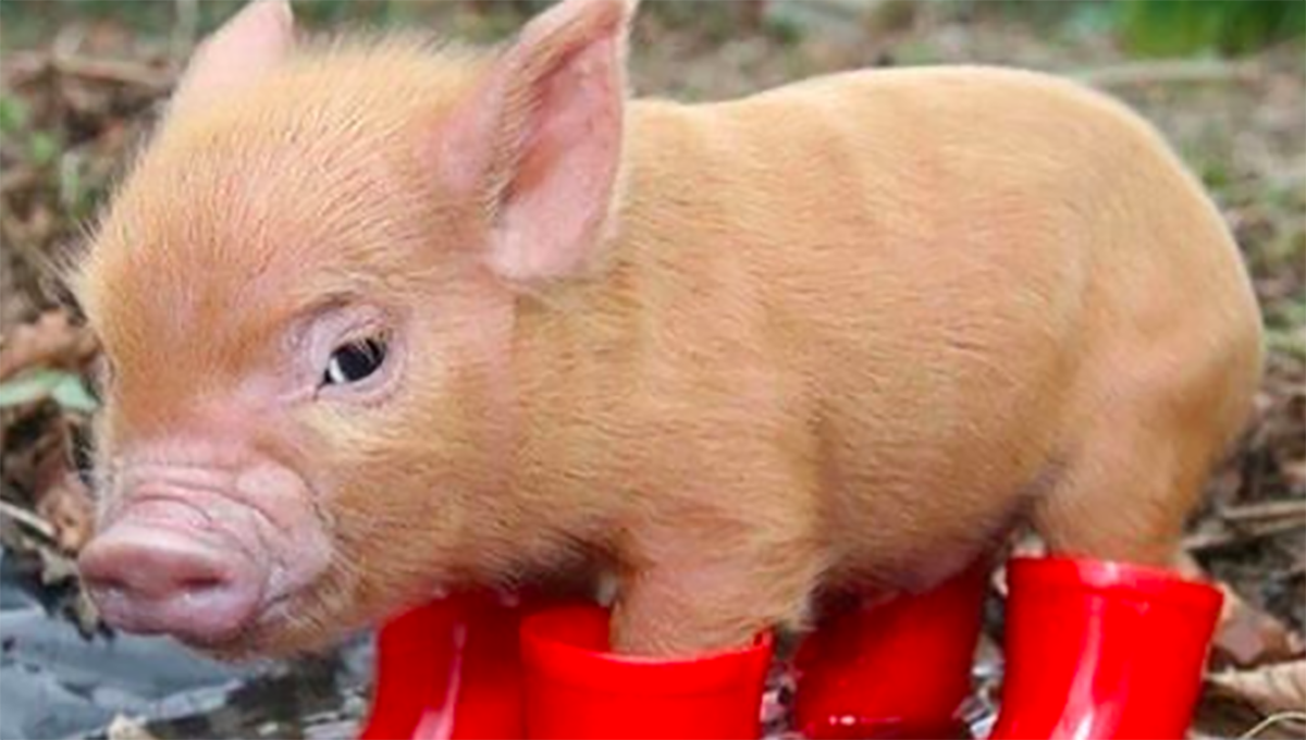 妞書僮：坂木司又一美食力作！《肉小說集》新書轉載3-1 坂木司、肉小說集、豬、美食、宵夜