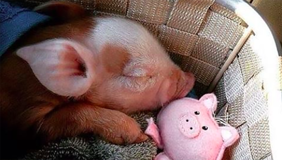 妞書僮： 1萬5千字誠意奉上！坂木司美食力作《肉小說集》新書轉載3-2 坂木司、肉小說集、豬、美食、宵夜