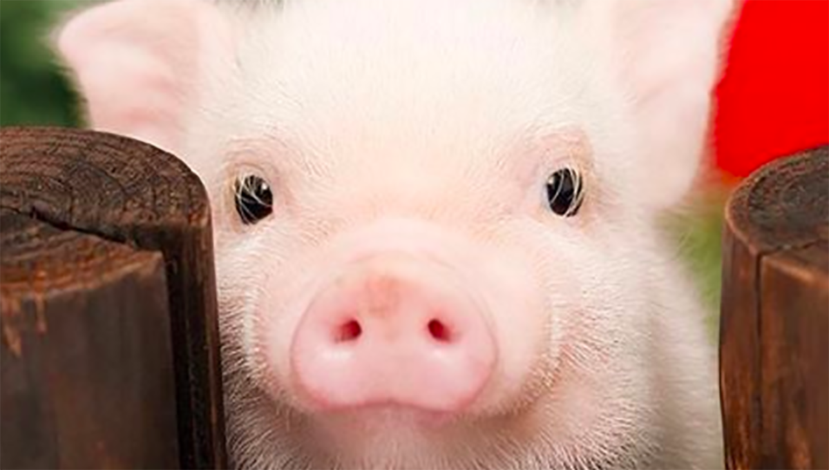 妞書僮：警告！請避免在深夜飢餓時閱讀《肉小說集》新書轉載3-3 坂木司、肉小說集、豬、美食、宵夜、男性、脆弱、讀讀書