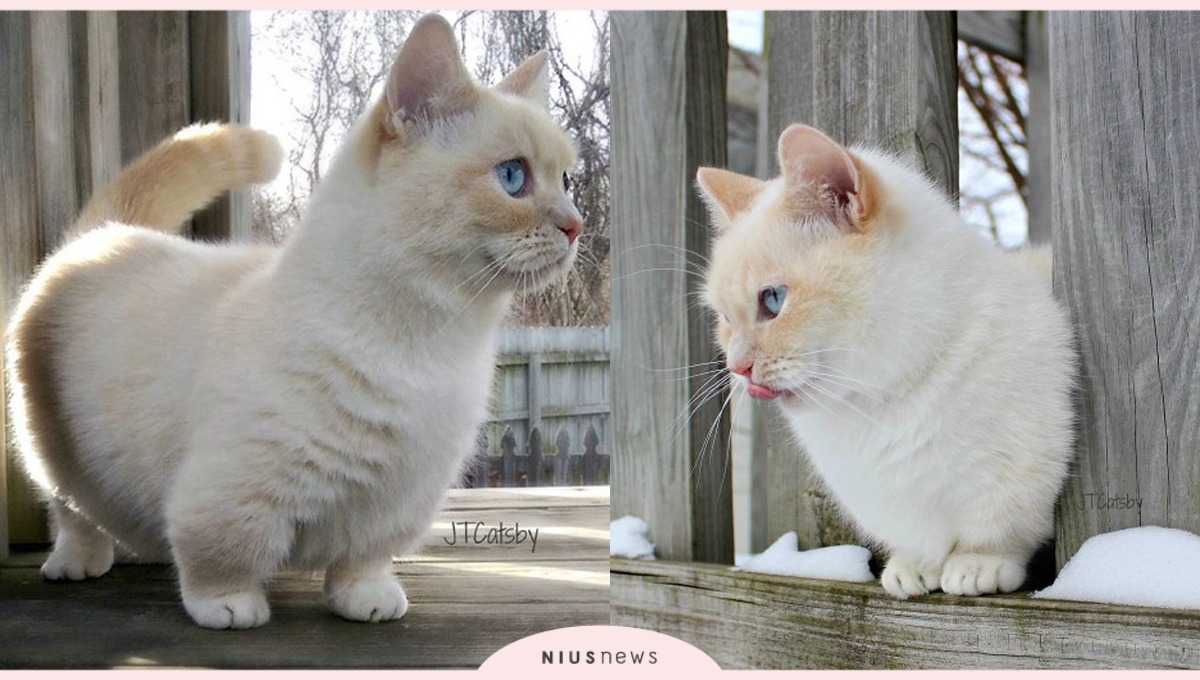 柯基犬的粉絲要被搶走啦！超萌短腿的曼赤肯貓JT Catsby 短腿、可愛、JT Catsby、otisandjr、白貓