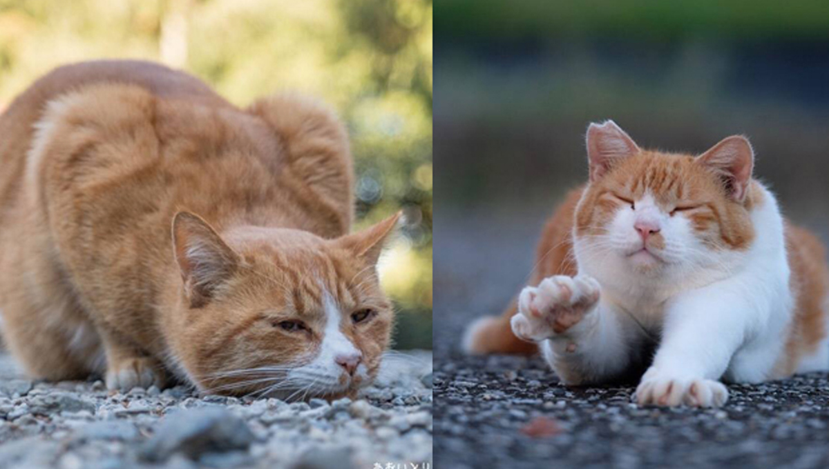 居然能拍到貓皇的鼻涕泡泡！日攝影師青鳥捕捉貓咪的漏網鏡頭 貓咪、形象、奴才、鏟屎官、可愛