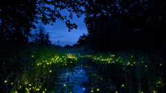 螢光漫天飛舞 螢火蟲森林裝置藝術 Tamar Frank、藝術、好點子、Fireflies、藝術