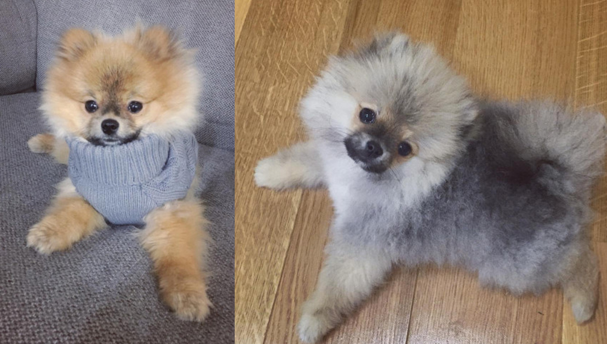 「安安給虧嗎？」超萌迷你博美Börje誠徵女友 單身、迷你、狗、萌、可愛