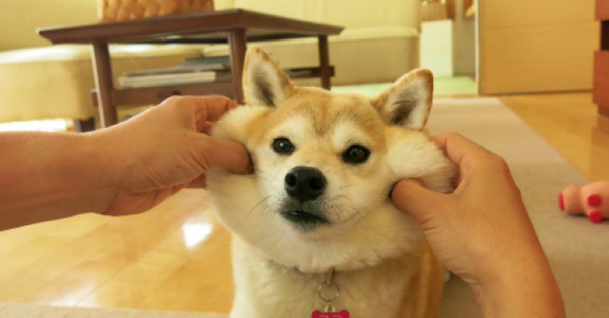 我可以這樣玩一輩子……毛小孩的10種經典「玩法」 毛小孩、狗、貓、寵物、療癒