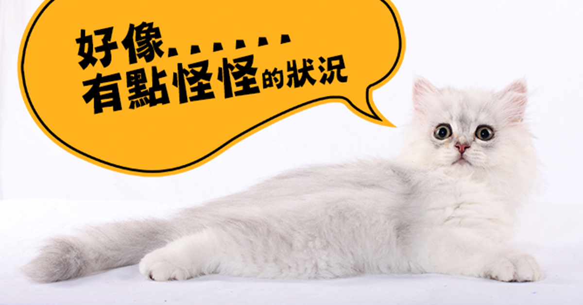 身為飼主都要有的直覺反應！教你判斷毛小孩的4種身體異狀 貓狗、毛小孩、寵物、生病、飼主