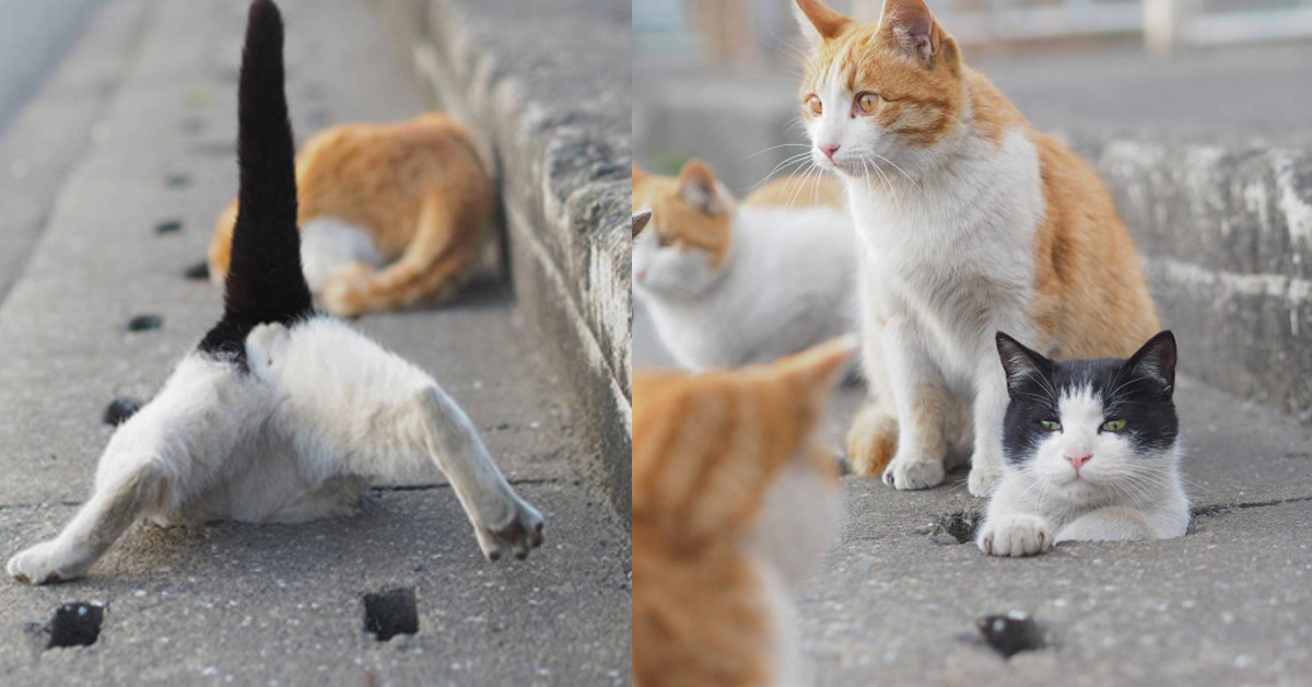 開始玩打地喵的意思嗎？攝影師捕捉愛鑽下水道的貓咪寫真集 貓咪、地下道、下水道、寫真集、攝影