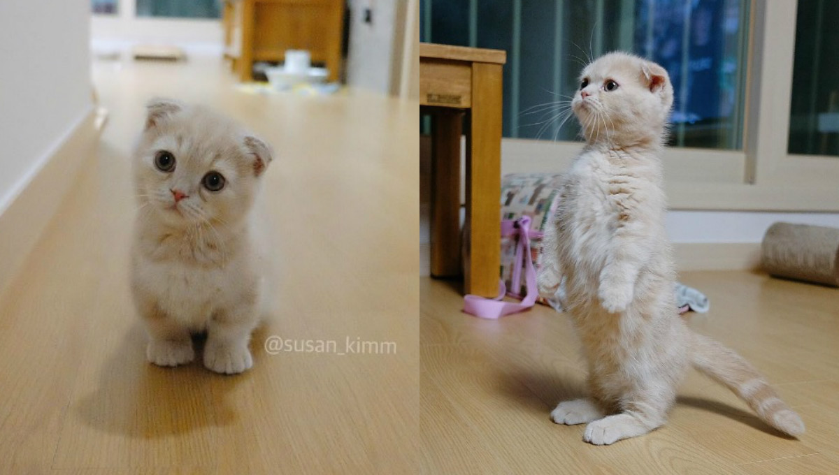 迷倒眾人的站姿！貓界站得最標準的摺耳貓Mangtae 摺耳貓、Mangtae、可愛、貓咪、貓、貓奴、超殺女、韓國、療癒、寵物、小貓、貓掌、毛球