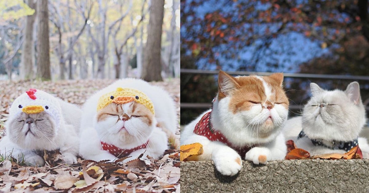 睡意都要傳染給大家了！每天都睡眼惺忪的超萌短毛貓Niko&Poko Niko、Poko、睡眼惺忪、睡眠不足、愛睏