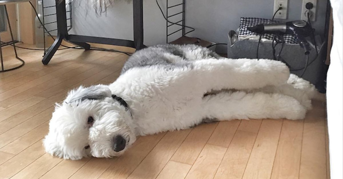 不露則已，一露萌倒你！古代牧羊犬掀開瀏海的反差萌你看過嗎？ 毛小孩、狗、古代牧羊犬、長毛