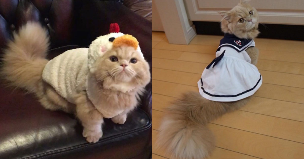 撒嬌萌樣令人想抱緊處理！有著松鼠尾巴的超可愛短腿貓 ricorico_rico、ミルクティーカラーのミヌエット、短腿貓、可愛、萌