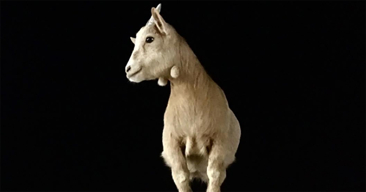 妞書僮：恐怖電影知名編劇美輪和音文壇處女作！《貪婪之羊》新書轉載2-1 妞書僮、貪婪之羊、美輪和音、推理、處女作