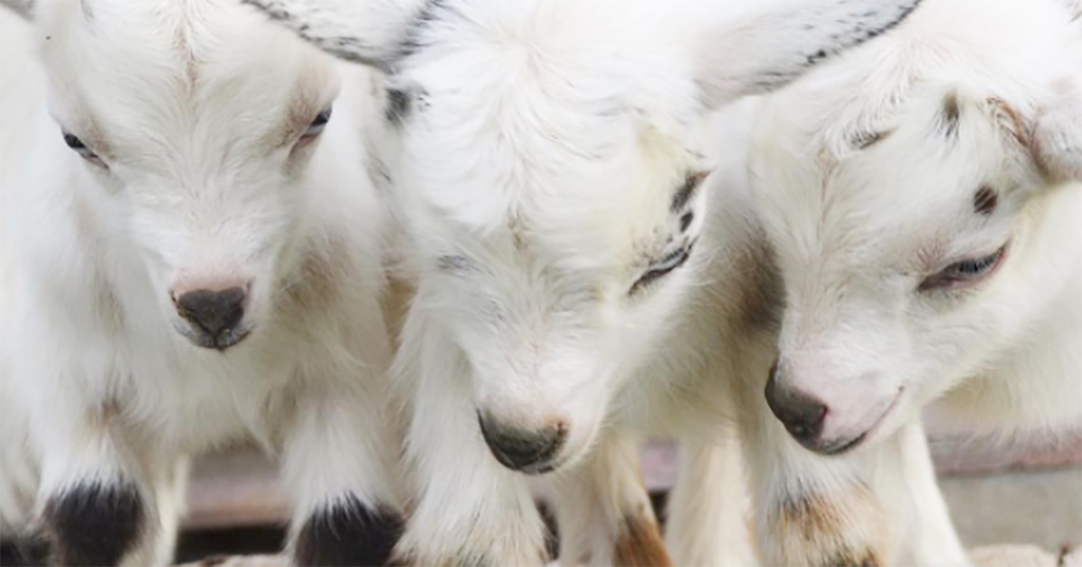 妞書僮：人的貪婪比鬼怪更可怕～《貪婪之羊》新書轉載2-2 妞書僮、貪婪之羊、美輪和音、推理、處女作、新作家、驚悚、刺激、讀讀書